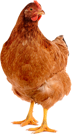 galinha